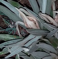 Oenothera tetraptera