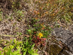 Hypericum prolificum