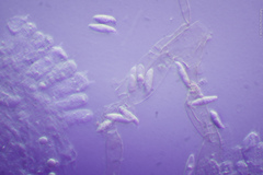 Lepiota spheniscispora