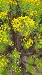 Senecio riddellii