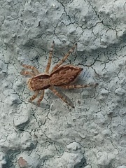 Menemerus bivittatus