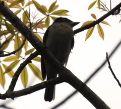 Pachyramphus validus