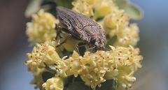 Ectinogonia buquetii