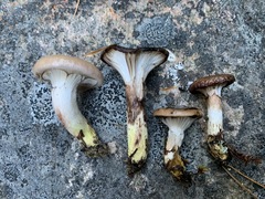 Gomphidius glutinosus