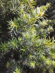 Podocarpus nubigenus