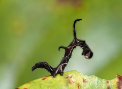 Phyprosopus callitrichoides