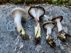 Gomphidius glutinosus