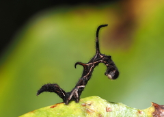 Phyprosopus callitrichoides