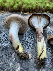 Gomphidius glutinosus