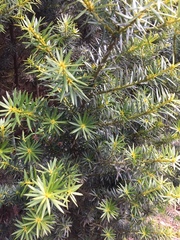 Podocarpus nubigenus