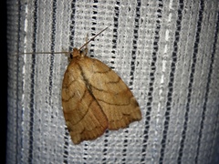 Macrochthonia fervens