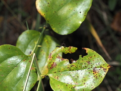 Phyprosopus callitrichoides