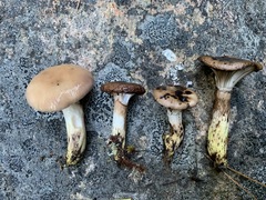 Gomphidius glutinosus