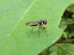 Tanypezidae