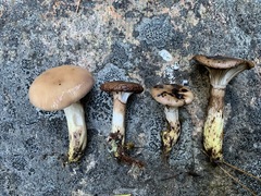 Gomphidius glutinosus