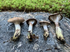 Gomphidius glutinosus