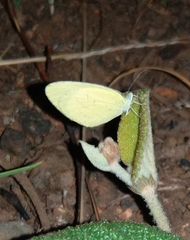 Eurema brigitta