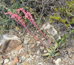 Echeveria