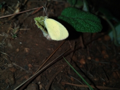 Eurema brigitta