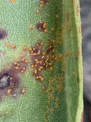 Coleosporium solidaginis