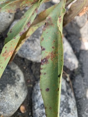 Coleosporium solidaginis