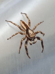 Menemerus bivittatus