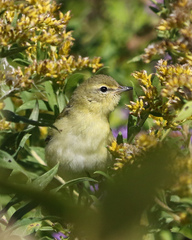 Leiothlypis peregrina