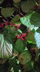 Viburnum dilatatum