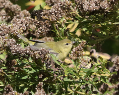 Leiothlypis peregrina