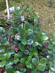 Peperomia urvilleana