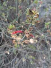 Dicliptera scutellata