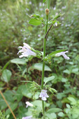 Clinopodium menthifolium ascendens