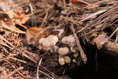 Lyophyllaceae