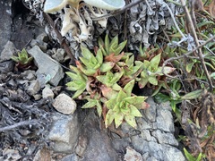 Dudleya farinosa