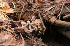 Lyophyllaceae