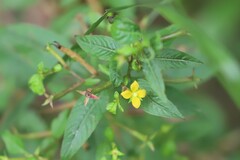 Ludwigia hyssopifolia