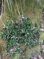Peperomia urvilleana