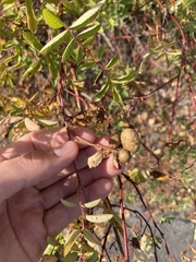 Diplolepis variabilis