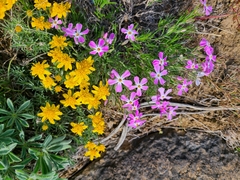 Phlox speciosa