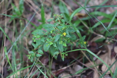 Ludwigia hyssopifolia