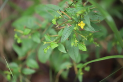 Ludwigia hyssopifolia