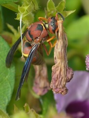 Euodynerus crypticus