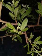 Grewia flavescens