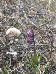 Silene uralensis