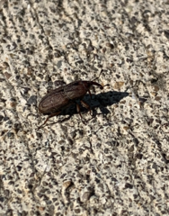 Sphenophorus venatus