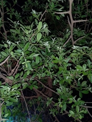 Grewia flavescens