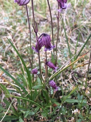 Silene uralensis