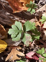 Hydrophyllum virginianum