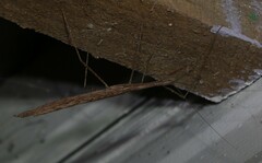Sipyloidea larryi
