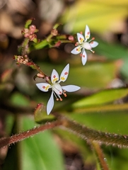 Micranthes petiolaris